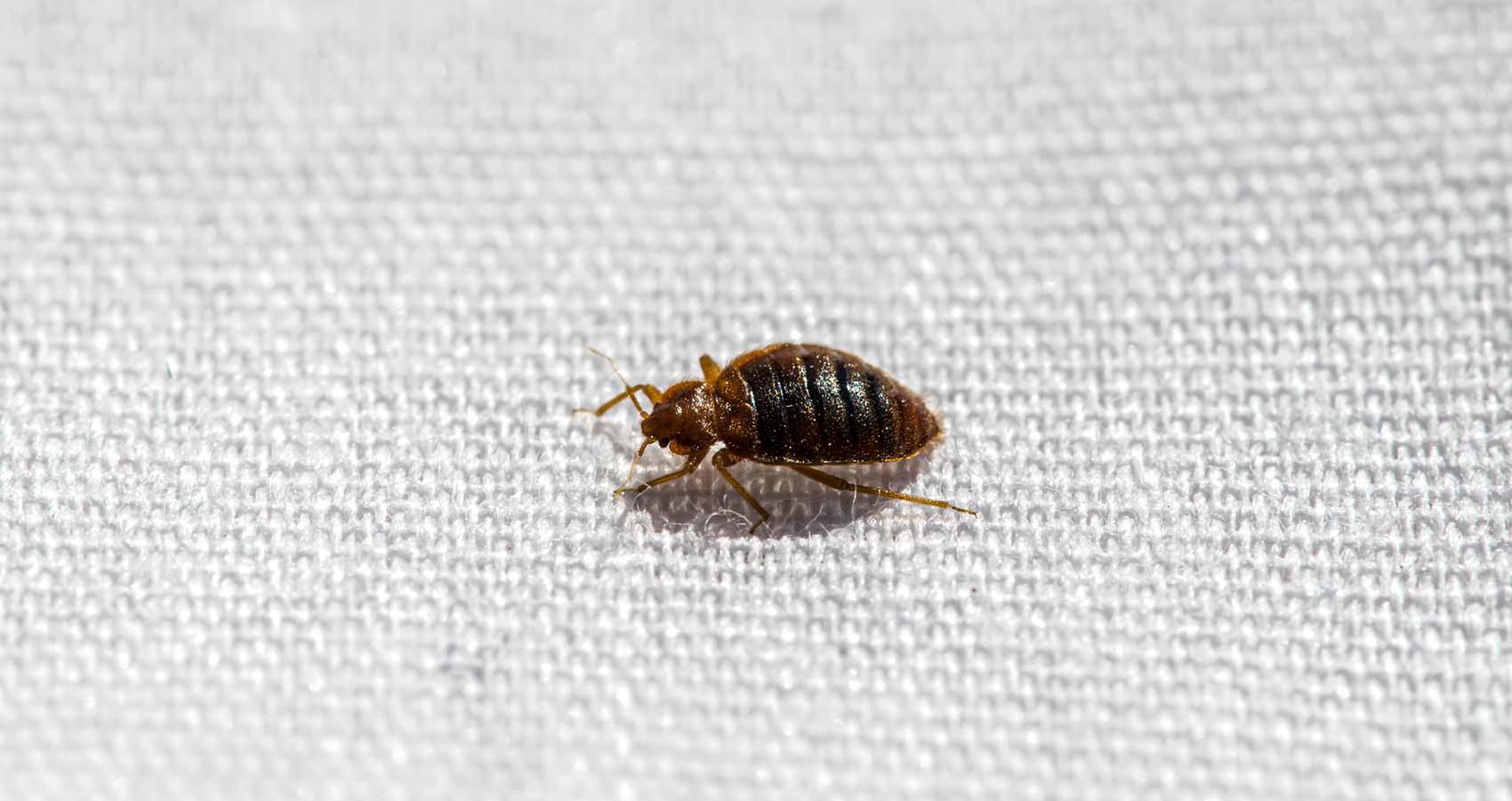 Dealing With Bed Bugs