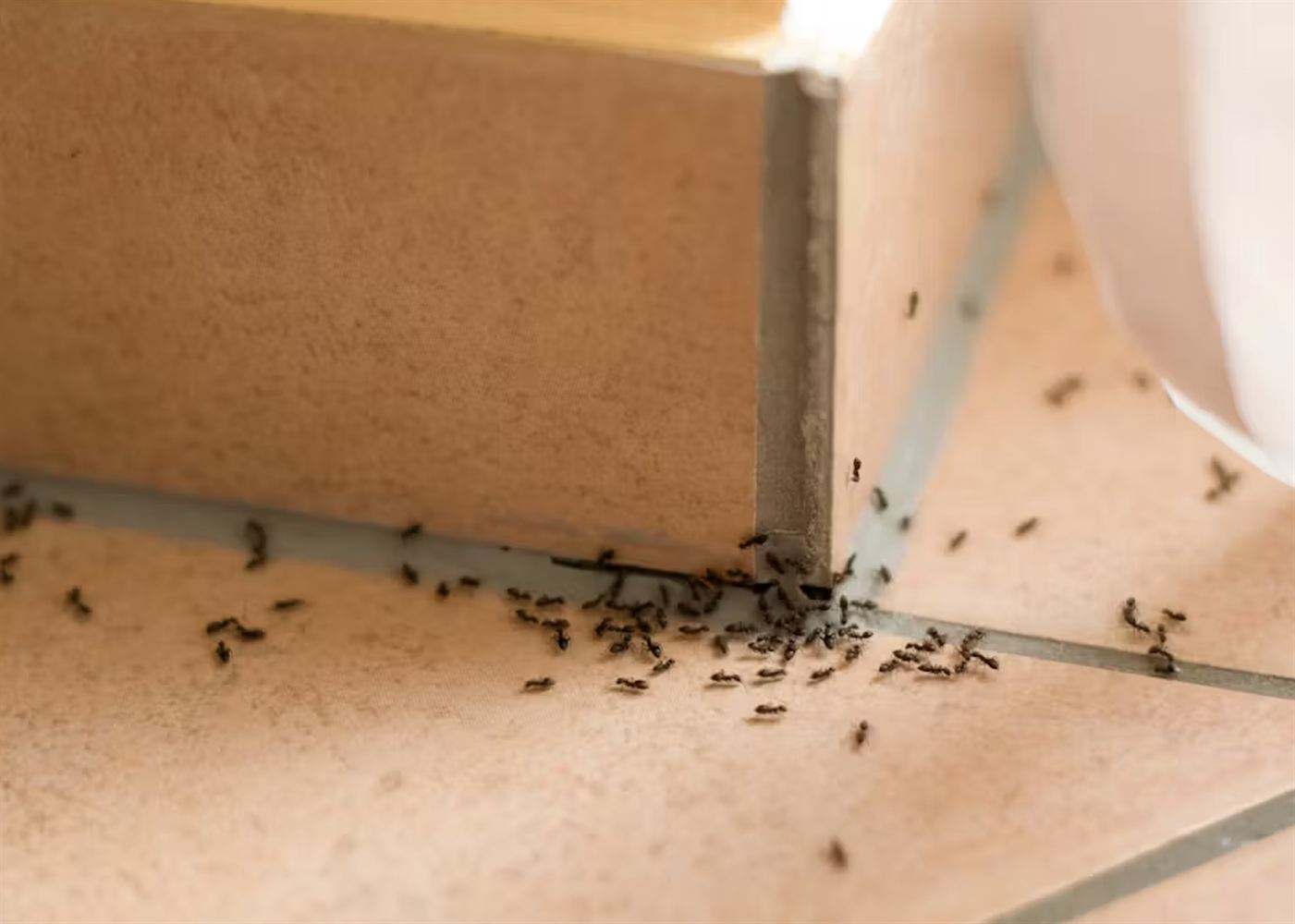 Preventing Ants in Your Room