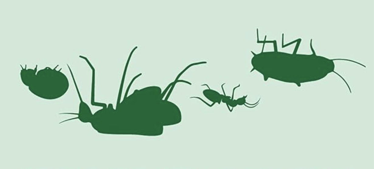 How to Prevent and Handle Ants, Cockroaches, and Mosquitoes in Your Room